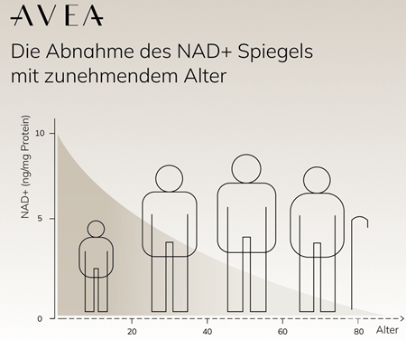 NAD-Spiegel abnahme im Alter