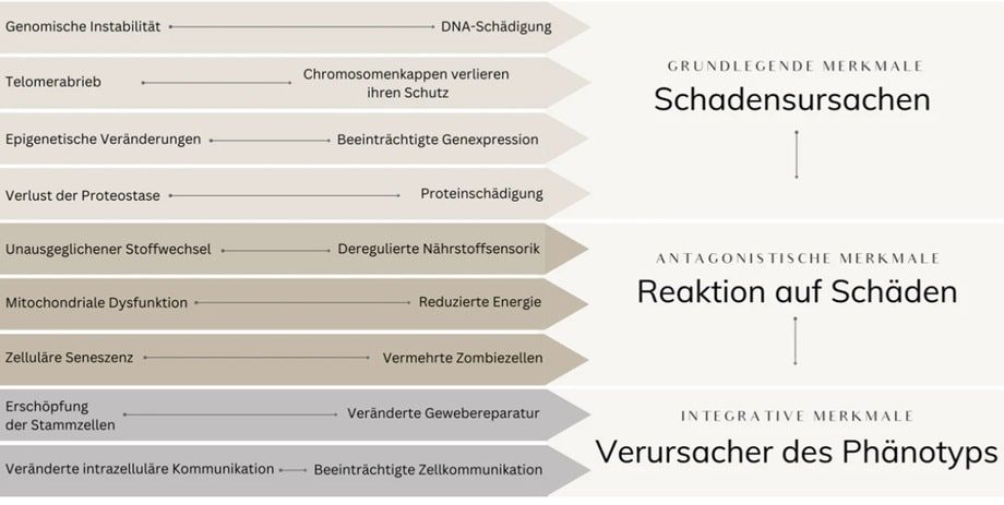 hallmarks of aging